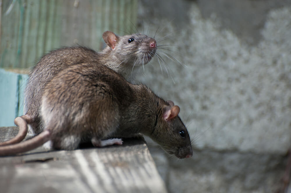 Ratten bestrijding