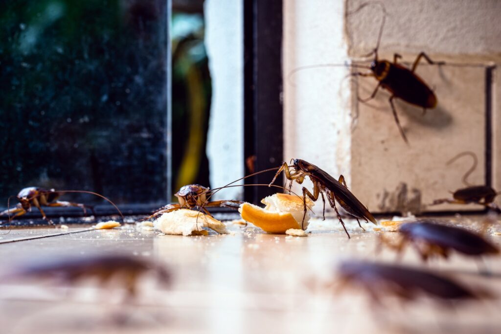 Kakkerlakken bestrijden in huis