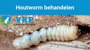 Houtworm behandelen