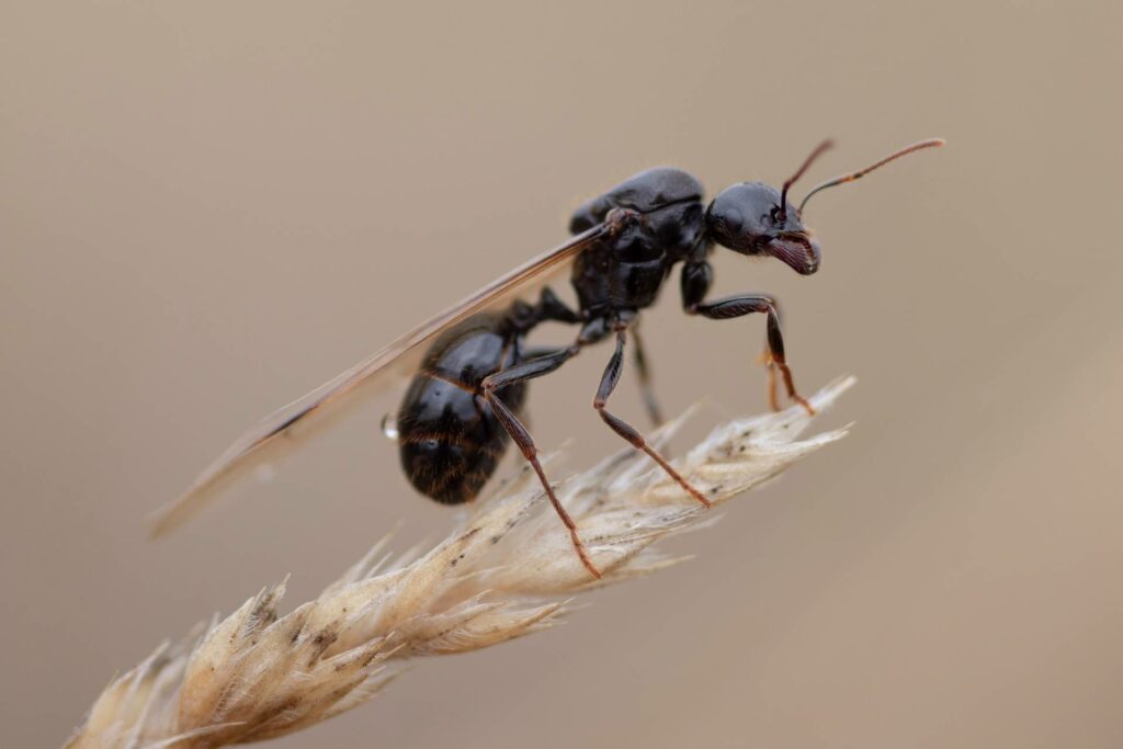 Vliegende mieren bestrijden